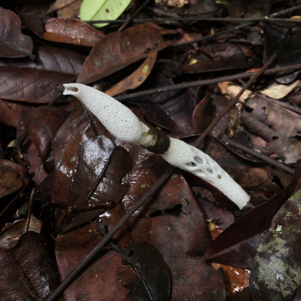 Staheliomyces cylindricus · November 2022 · photo: © deboas (iNaturalist, cc0)