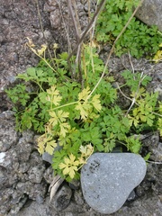 Petroselinum crispum