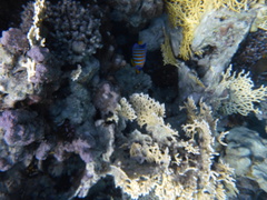 Pygoplites diacanthus