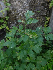 Petroselinum crispum