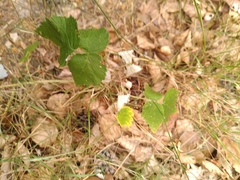 Rubus idaeus