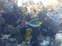 Acanthurus sohal