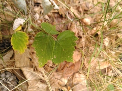 Rubus idaeus