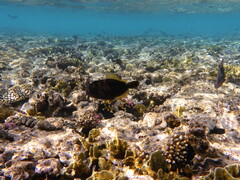 Amanses scopas