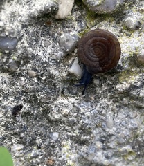 Discus rotundatus