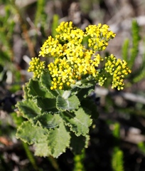 Senecio rigidus