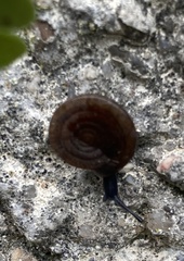 Discus rotundatus