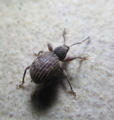 Otiorhynchus crataegi