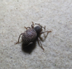 Otiorhynchus crataegi