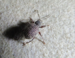 Otiorhynchus crataegi