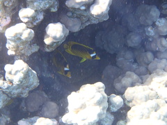 Chaetodon fasciatus