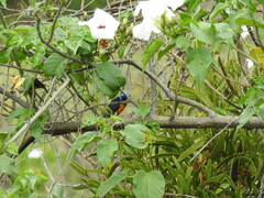 Chlorophonia elegantissima
