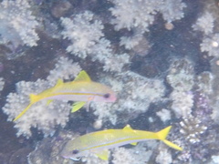 Mulloidichthys vanicolensis