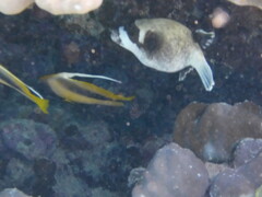 Heniochus intermedius