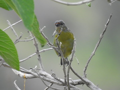 Chlorophonia elegantissima