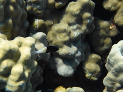 Pycnochromis dimidiatus