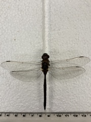 Aeshna interrupta