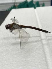 Aeshna interrupta