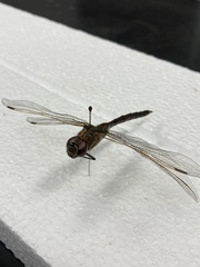 Aeshna interrupta