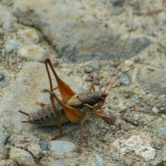 Pachytrachis gracilis