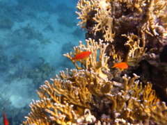 Pseudanthias squamipinnis
