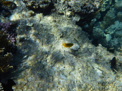 Pomacentrus sulfureus