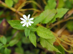 Stellaria bungeana