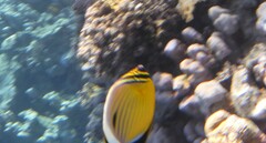 Chaetodon austriacus