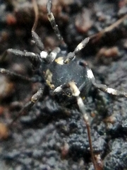 Nemastoma bimaculatum