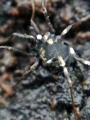 Nemastoma bimaculatum