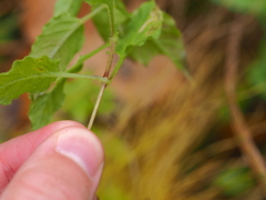 Stellaria bungeana
