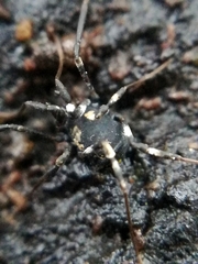 Nemastoma bimaculatum