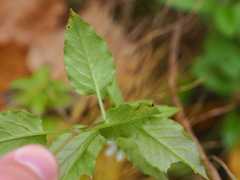 Stellaria bungeana