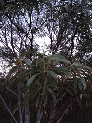 Acacia pycnantha