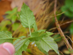 Stellaria bungeana