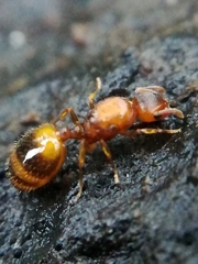 Temnothorax