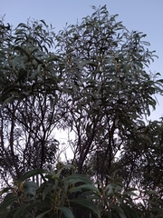 Acacia pycnantha