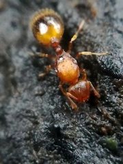 Temnothorax