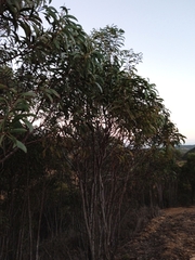 Acacia pycnantha