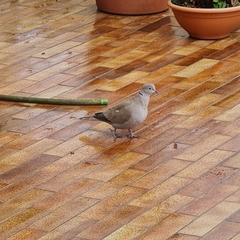Streptopelia decaocto