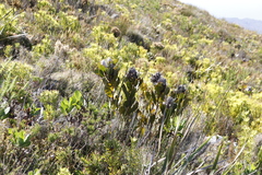 Protea speciosa