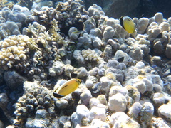 Chaetodon austriacus