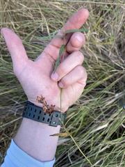 Ludwigia suffruticosa