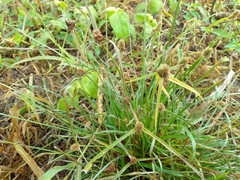 Cyperus sesquiflorus