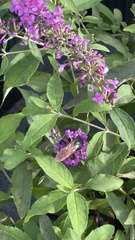 Pygodasis quadrimaculata