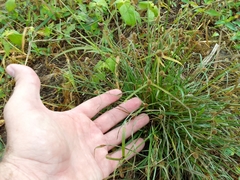 Cyperus sesquiflorus