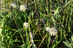 Allium condensatum