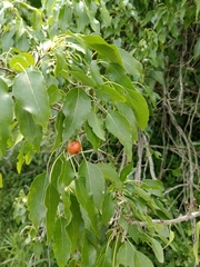 Cordia caffra