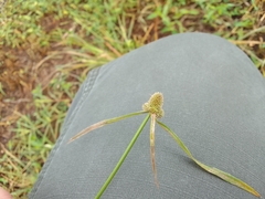 Cyperus sesquiflorus