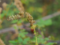 Actaea erythrocarpa